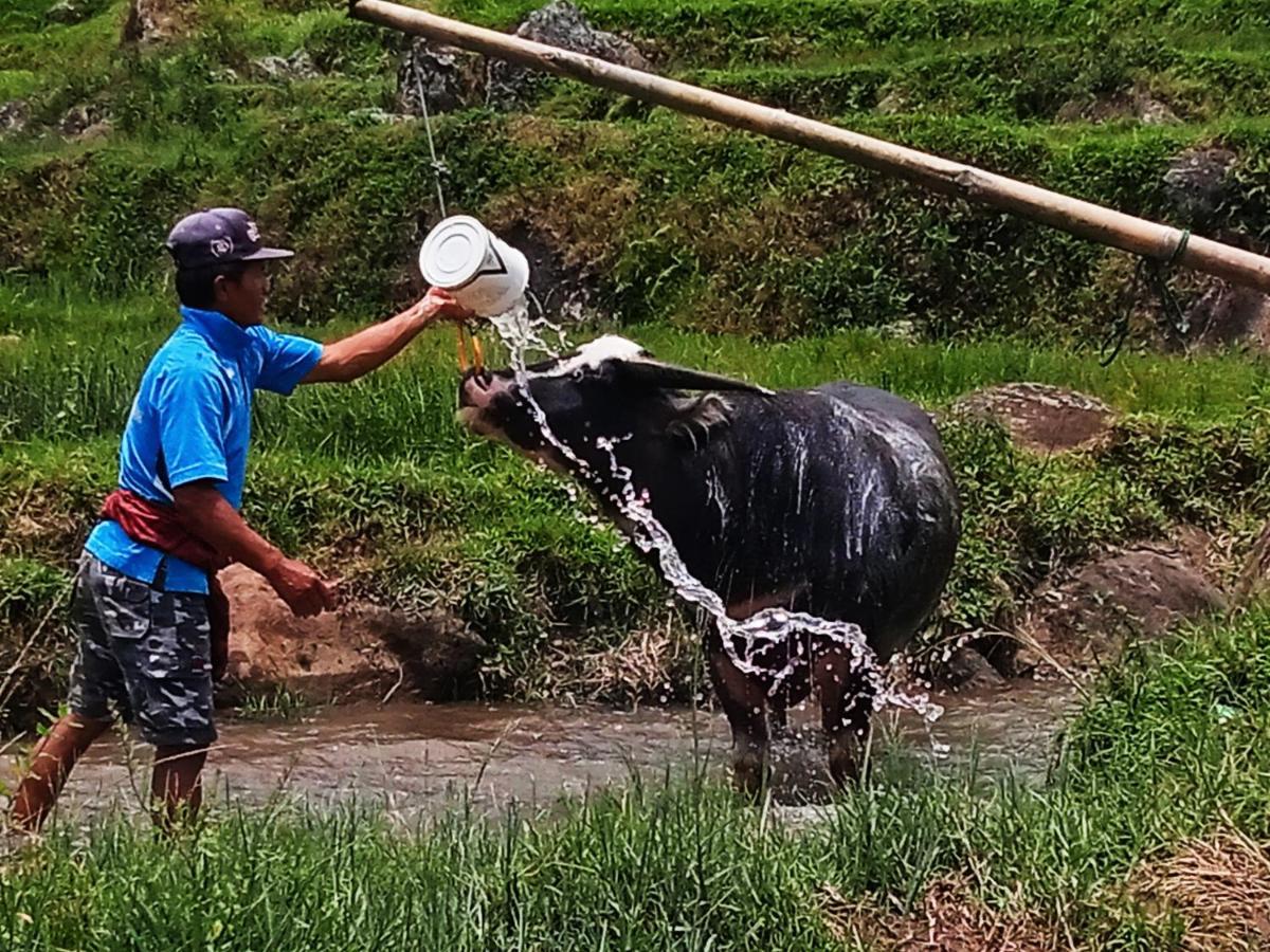 Toraja Bungin Homestay Rantepao Exterior foto